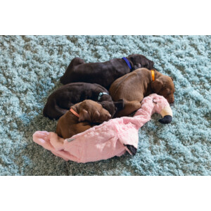 Beeztees Pup Flatino Flamingo Fe Roze 