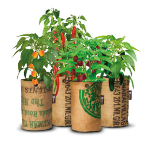 Baza Peperclub Kweekset - 27.49 euro