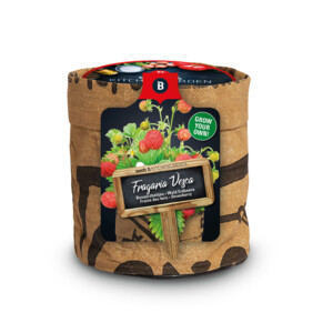 Baza Keukentuintjes Set Kruiden Groot - 20.65 euro