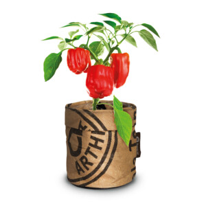 Baza Keukentuintjes Set Kruiden Groot - 20.65 euro