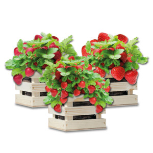 Baza Gardenbox Set Aardbeien - 20.95 euro