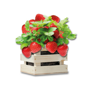 Baza Gardenbox Set Aardbeien - 20.95 euro