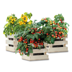 Baza Gardenbox Set Tomaten - 20.95 euro
