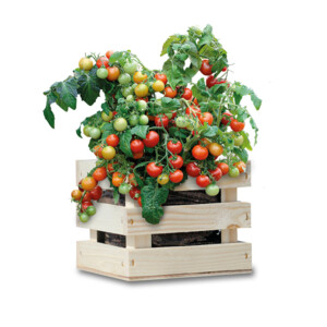 Baza Gardenbox Set Tomaten - 20.95 euro