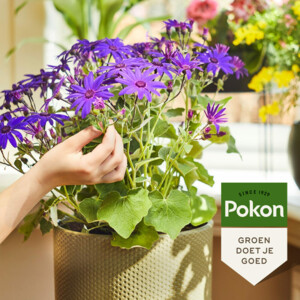 Pokon Planten Voeding Bloeiende Planten - 4.99 euro