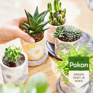 3x Pokon Planten Voeding Cactus en Vetplant - 14.51 euro