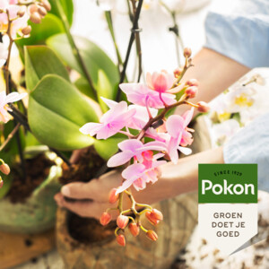 Pokon Planten Voeding Orchidee Bio - 7.49 euro