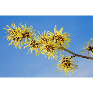 WELEDA Hamamelis Milde Reinigingsmousse - 9.75 euro