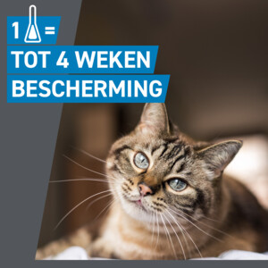 Frontline Spot On Anti Vlooien en Teken Druppels Kat vanaf 1 kg 3 pipetten