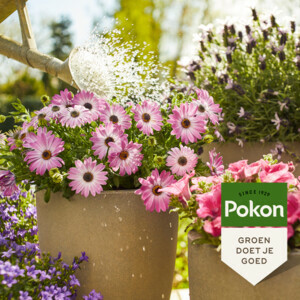 Pokon Plantenvoeding Terras & Balkon - 4.74 euro
