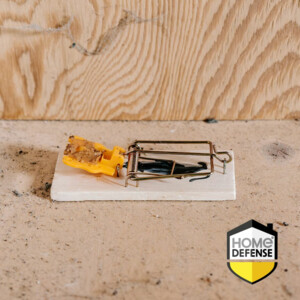 24x Home Defense Muizenvallen Hout - 53.57 euro
