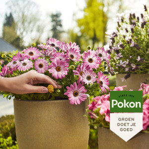 Pokon Terras & Balkon Planten Voedingskegels - 4.19 euro