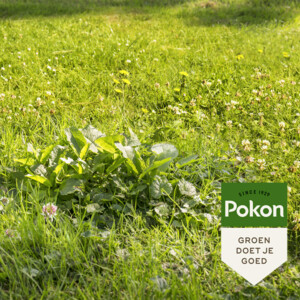 3x Pokon Onkruid Weg - 151.08 euro