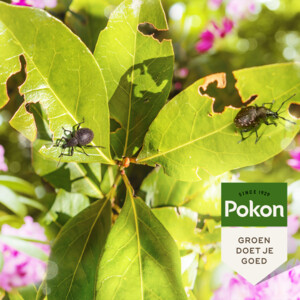Pokon Bio Tegen Insecten en Kevers - 21.09 euro