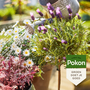 Pokon Bio Terras & Balkon Planten Voeding - 7.99 euro