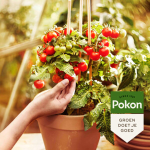 Pokon Bio Moestuin Voeding - 6.64 euro