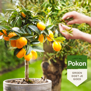Pokon Bio Mediterrane Planten Voeding - 7.12 euro