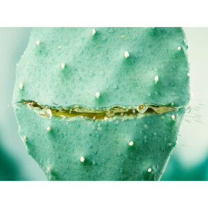 WELEDA Hydraterende Gezichtscreme Cactus & Aloe Vera - 11.24 euro