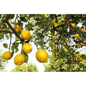 WELEDA Citrus Hand- en Nagelcrème - 6.79 euro