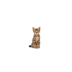 Royal Canin Kitten Sterilised Kattenvoer 3.5 kg