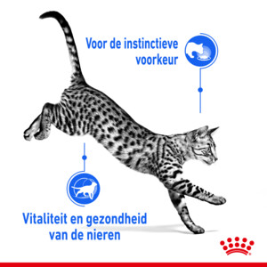 12x Royal Canin Indoor 7+ Gravy Kattenvoer Nat 85 gr