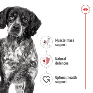 12x Royal Canin Medium Adult Hondenvoer Nat 410 gr