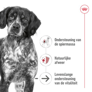 10x Royal Canin Medium Ageing 10+ Hondenvoer Nat 140 gr