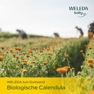 WELEDA Baby Calendula Bodylotion - 13.99 euro