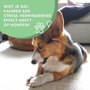 Woef Woef Hondensnack Paardenhuid L 500 gr