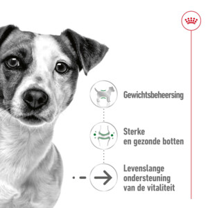 Royal Canin Hondenvoer Droog Mini Ageing 12+ 800 gr