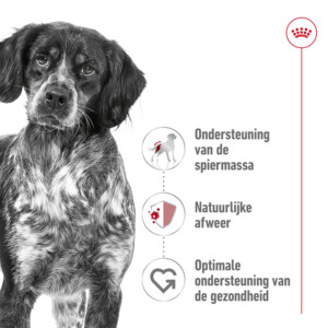 Royal Canin Hondenvoer Droog Medium Adult 1 kg