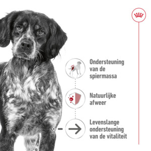 Royal Canin Hondenvoer Droog Medium Ageing 10+ 10 kg