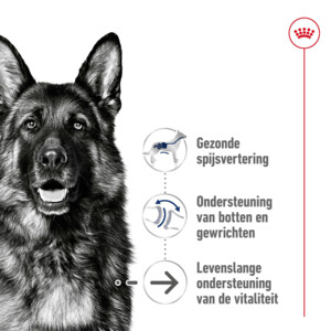 Royal Canin Hondenvoer Droog Maxi Ageing 8+ 3 kg