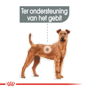 Royal Canin Hondenvoer Droog Dental Care Medium 3 kg