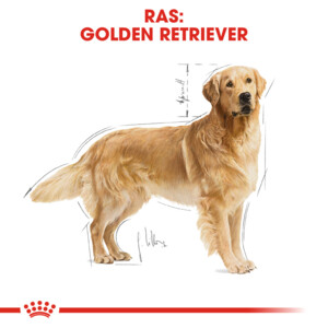 Royal Canin Hondenvoer Droog Golden Retriever Adult 1 kg