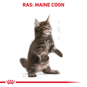 Royal Canin Kattenvoer Droog Maine Coon Kitten 400 gr