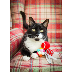 Rosewood Kattenspeelgoed Cupid & Comet Feestelijke Ballen Giftbox 8 stuks
