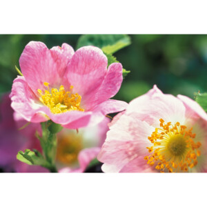WELEDA Wilde Rozen Harmoniserende Body Olie - 16.79 euro
