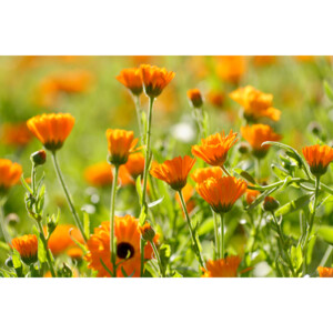 WELEDA Tandpasta Calendula - 5.25 euro
