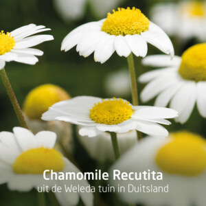 WELEDA Tandpasta Planten - 4.49 euro