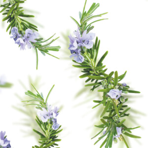 3x Kneipp Badolie New Energy Rozemarijn - 27.08 euro