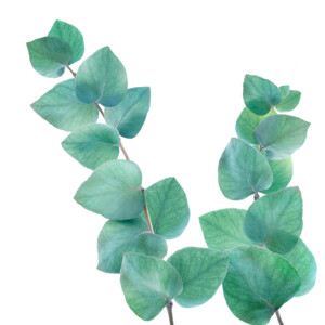 3x Kneipp Badolie Refreshing Eucalyptus - 30.13 euro
