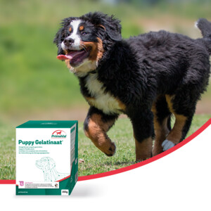 PrimeVal Gelatinaat Puppy 350 gr