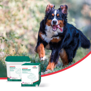 PrimeVal Gelatinaat Gewrichten Hond 500 gr