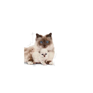 Royal Canin Mother & Babycat Kattenvoer 4 kg