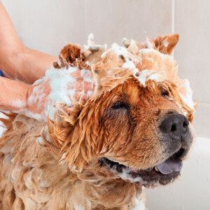 Beaphar Anti Vlooienshampoo Hond - Kat - 17.89 euro