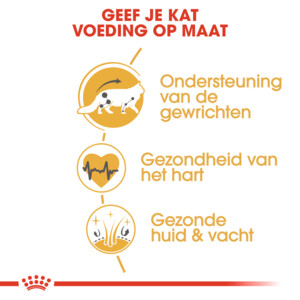 6x Royal Canin Kattenvoer Droog Maine Coon Adult 2 kg