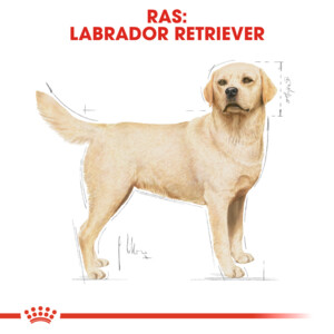 Royal Canin Hondenvoer Droog Labrador Retriever Adult 3 kg