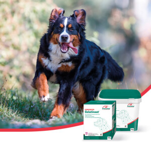 PrimeVal Gelatinaat Gewrichten Hond - 102.49 euro