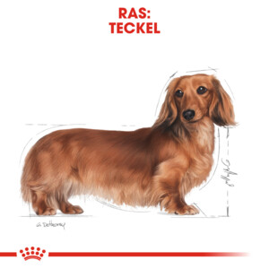 Royal Canin Hondenvoer Droog Dachshund Adult 500 gr